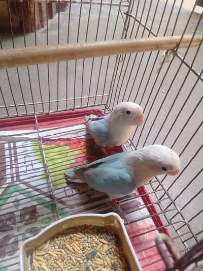 blue opaline/pastel African Lovebirds breeder pair  for sale