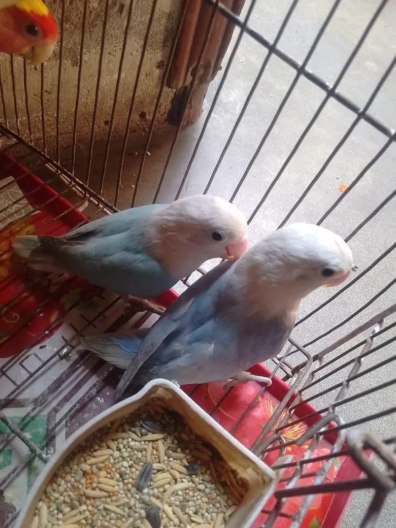 blue opaline/pastel African Lovebirds breeder pair  for sale — photo 2