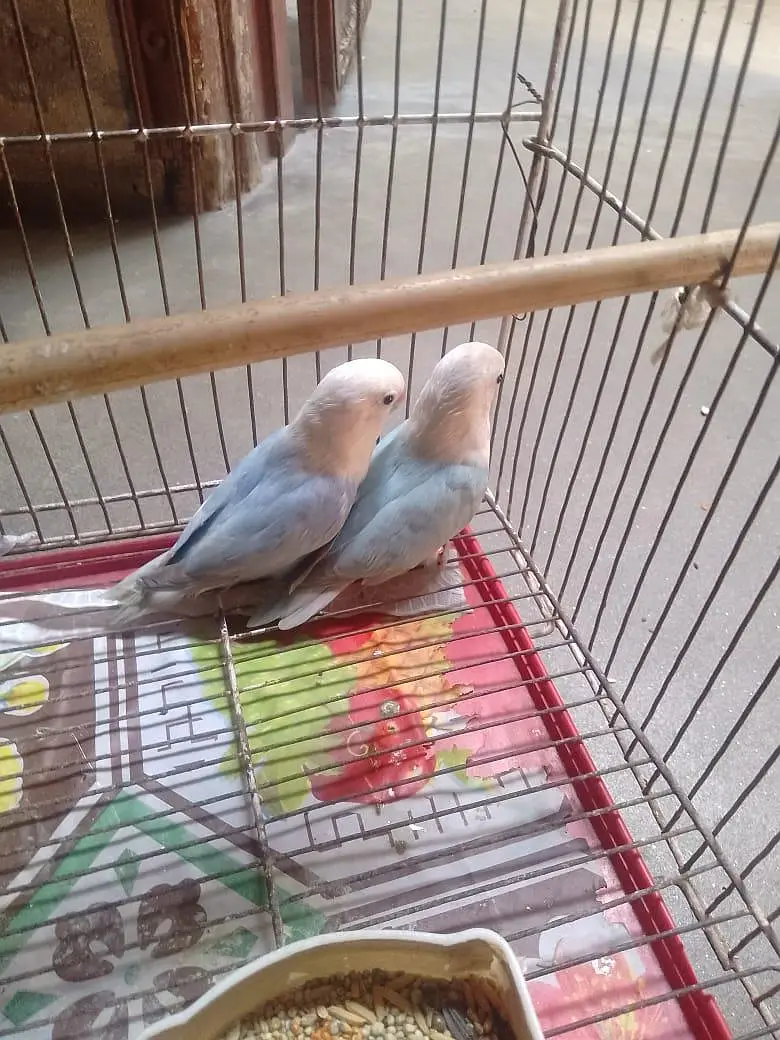 blue opaline/pastel African Lovebirds breeder pair  for sale — photo 3