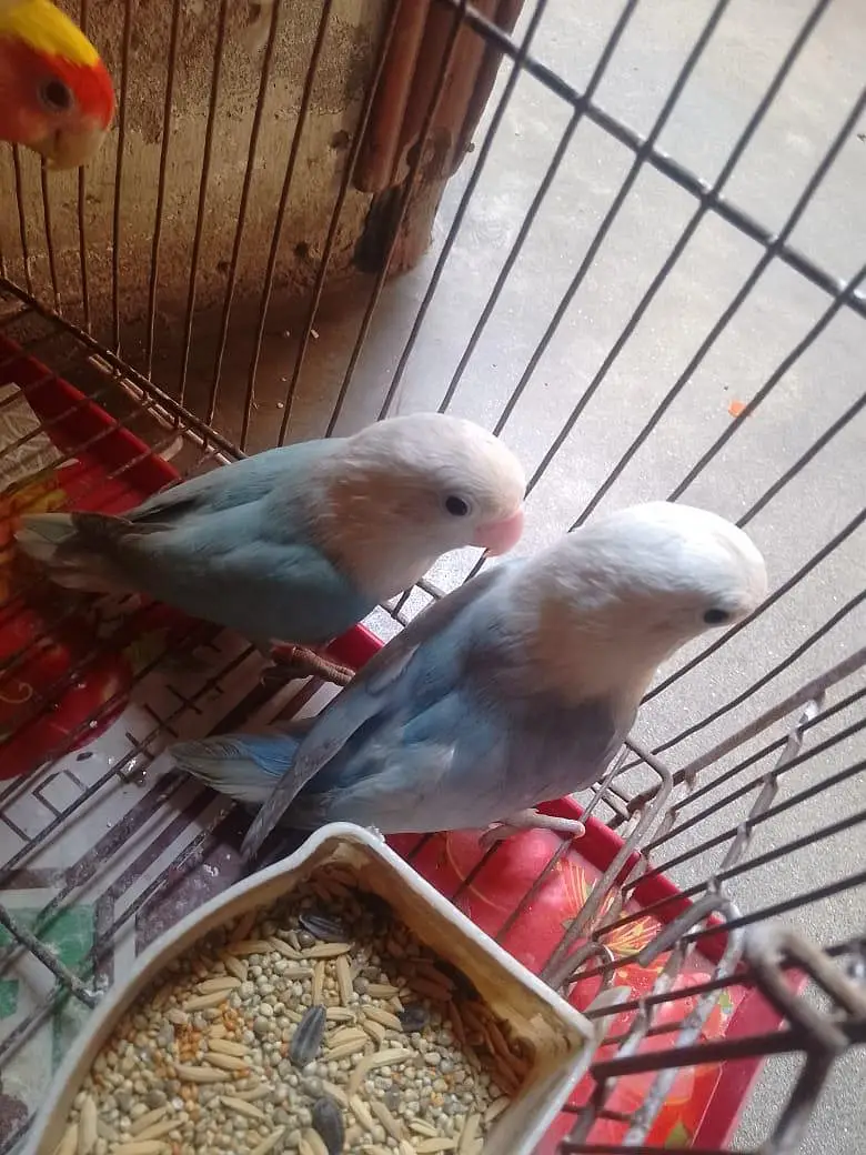 blue opaline/pastel African Lovebirds breeder pair  for sale — photo 4
