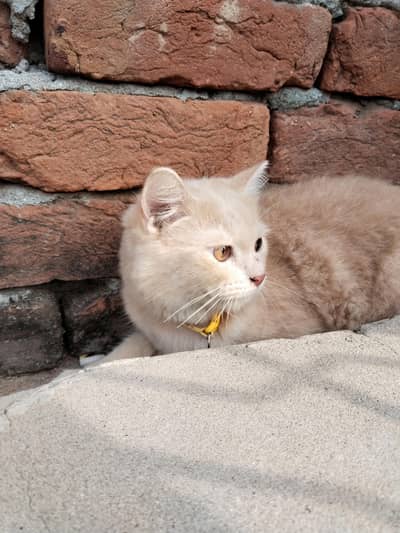 cats persian