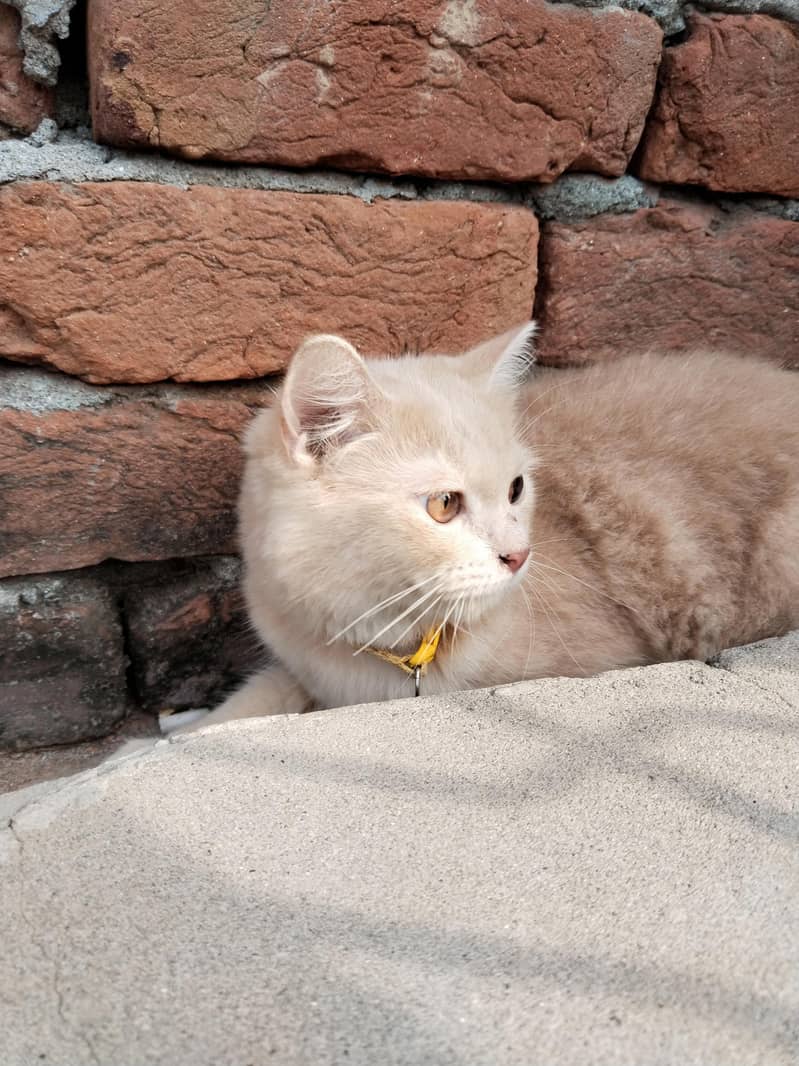 cats persian 0
