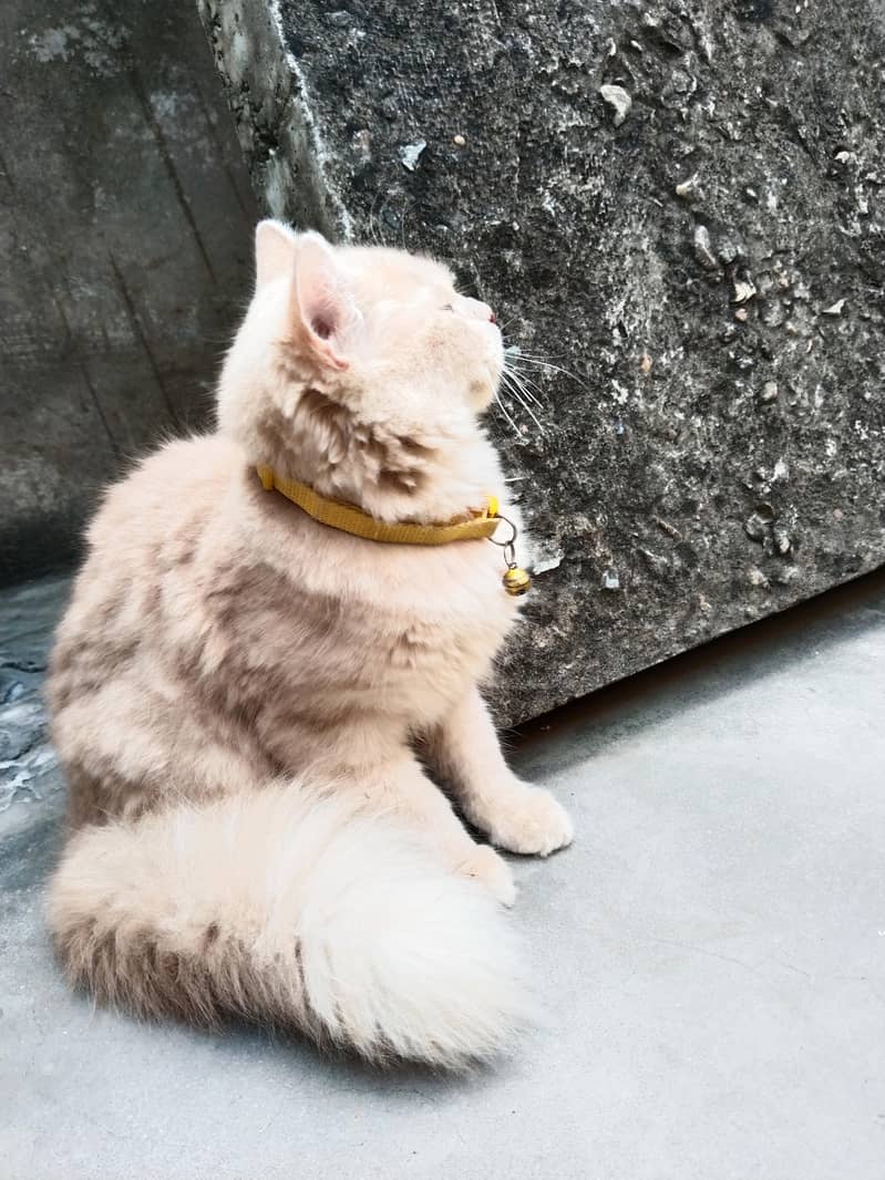 cats persian 1