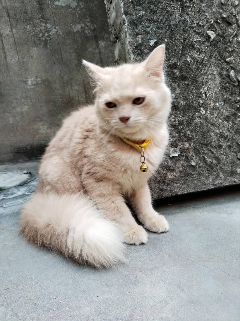 cats persian 2