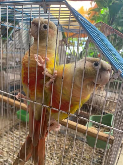 Tame pineapple conure and jumbo size ringneck breeder pair.