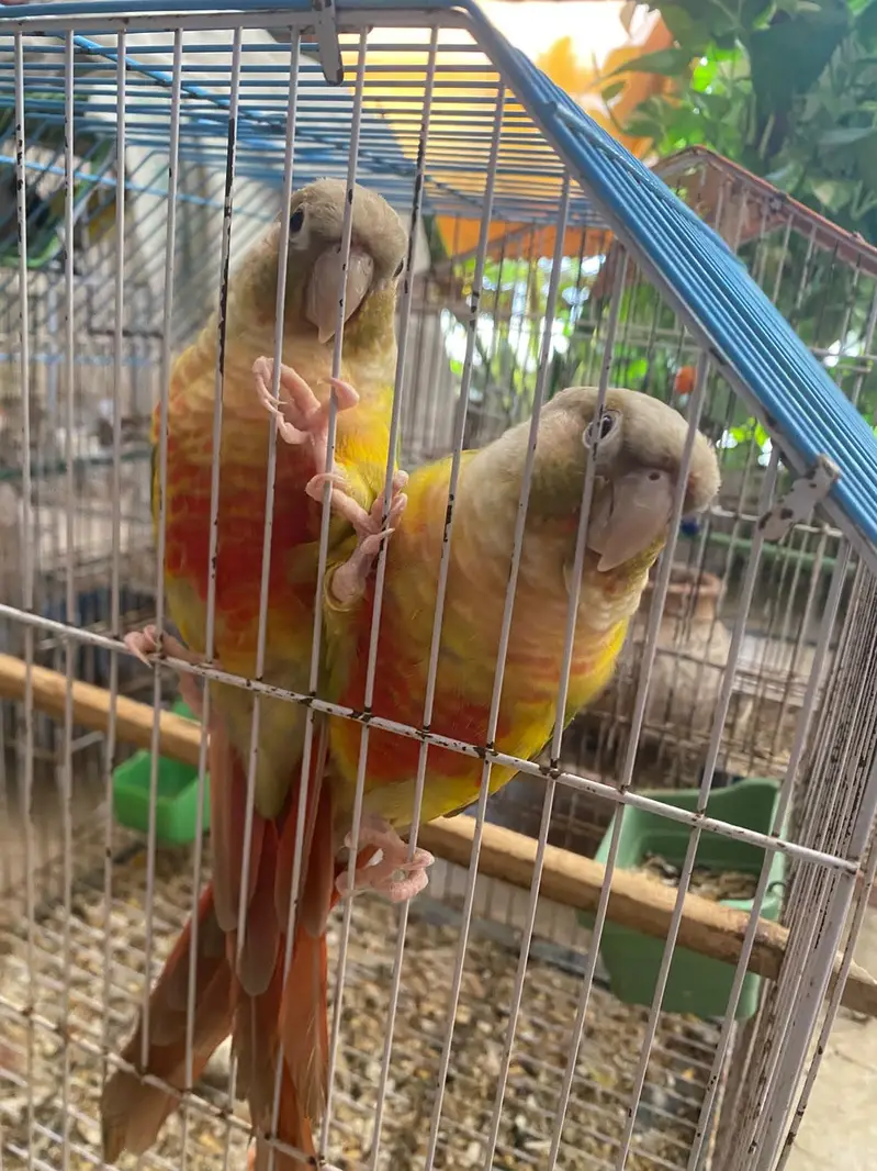 Tame pineapple conure and jumbo size ringneck breeder pair. — photo 2