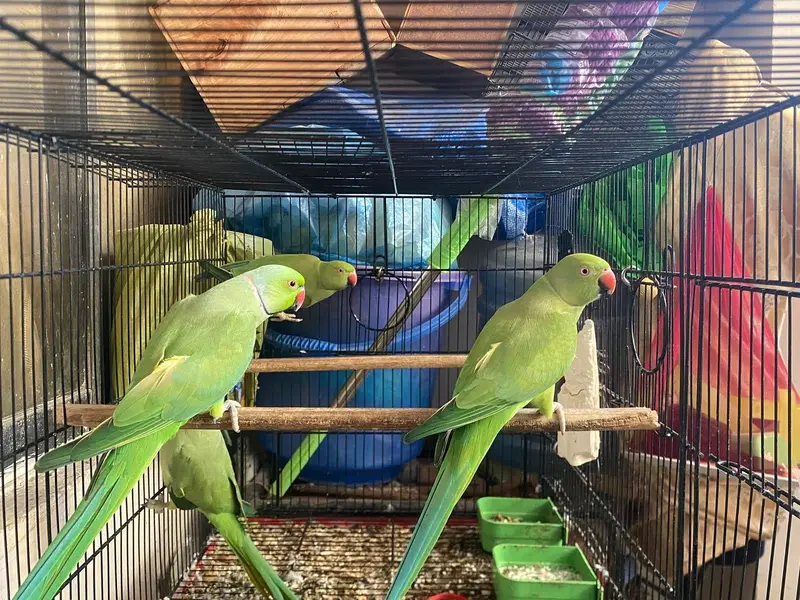 Tame pineapple conure and jumbo size ringneck breeder pair. — photo 3