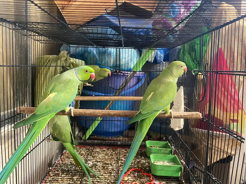 Tame pineapple conure and jumbo size ringneck breeder pair. — photo 4