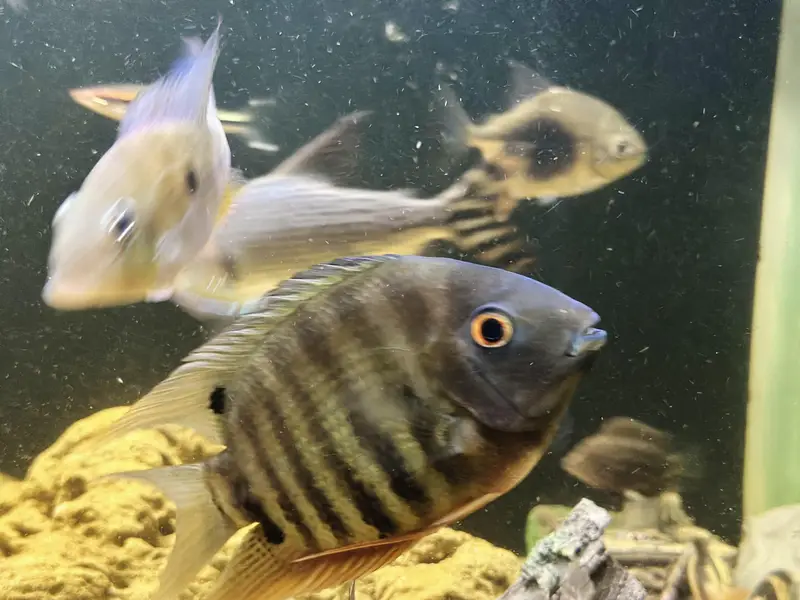 Red shoulder Severums breeder pair 8 inches | Fish | Fishes — photo 6