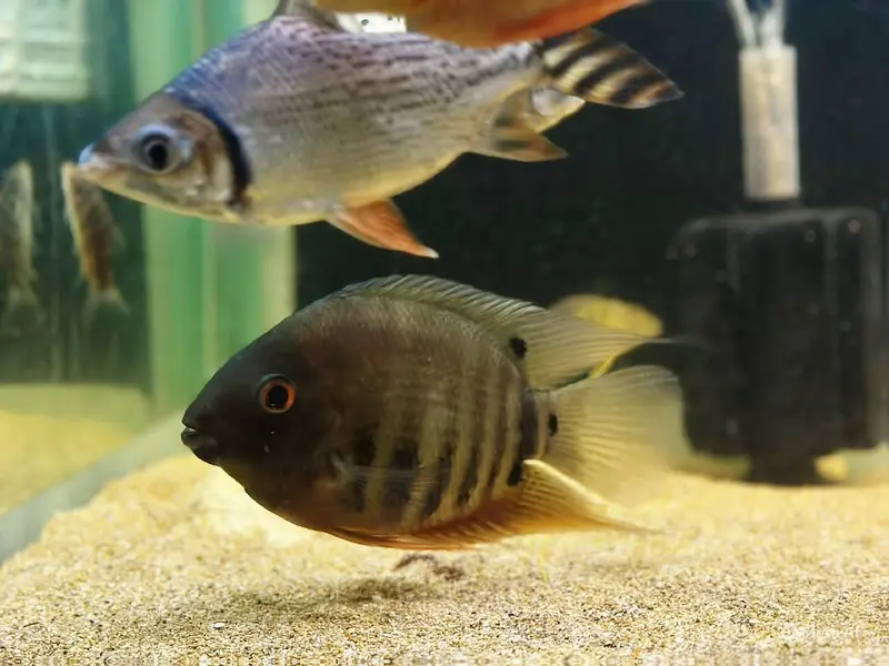 Red shoulder Severums breeder pair 8 inches | Fish | Fishes — photo 2