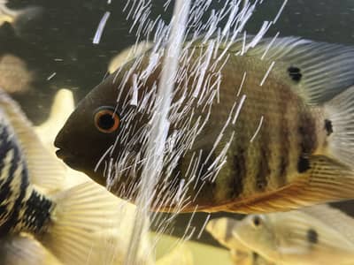 Red shoulder Severums breeder pair 8 inches | Fish | Fishes
