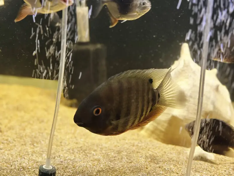 Red shoulder Severums breeder pair 8 inches | Fish | Fishes — photo 3