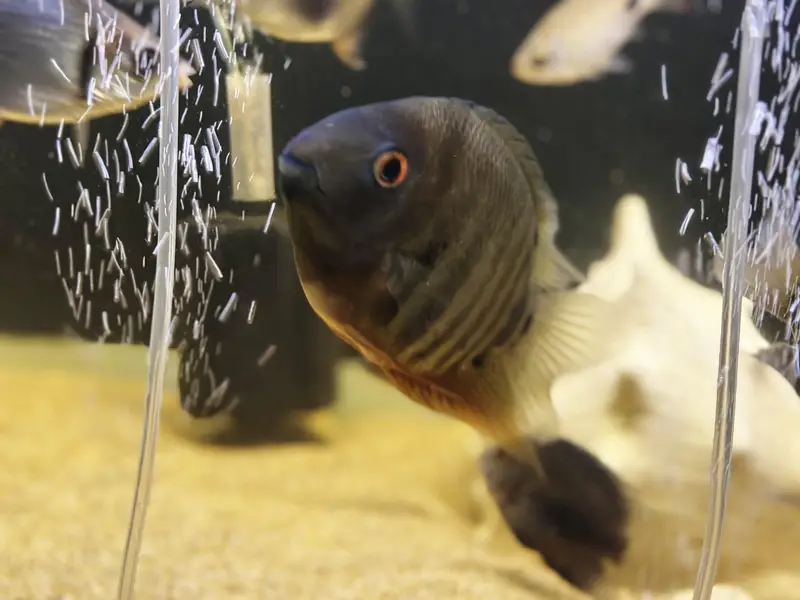 Red shoulder Severums breeder pair 8 inches | Fish | Fishes — photo 4