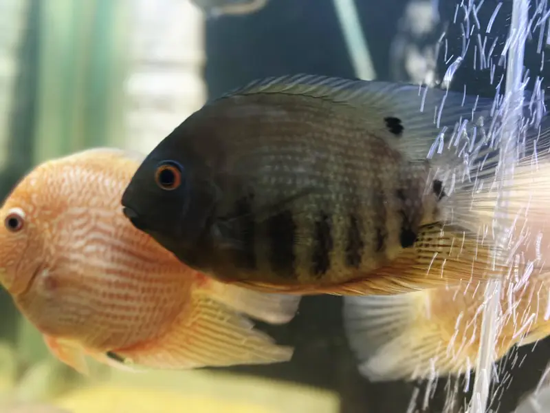 Red shoulder Severums breeder pair 8 inches | Fish | Fishes — photo 5