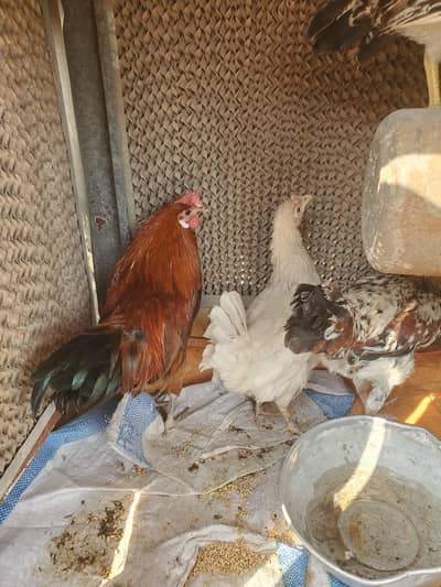 1 murga 5 murgian hn urgent sale