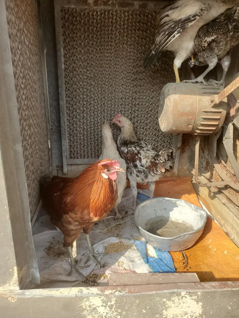 1 murga 5 murgian hn urgent sale — photo 4