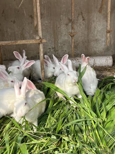 White rabbits pairs for sale 2000/- per pair