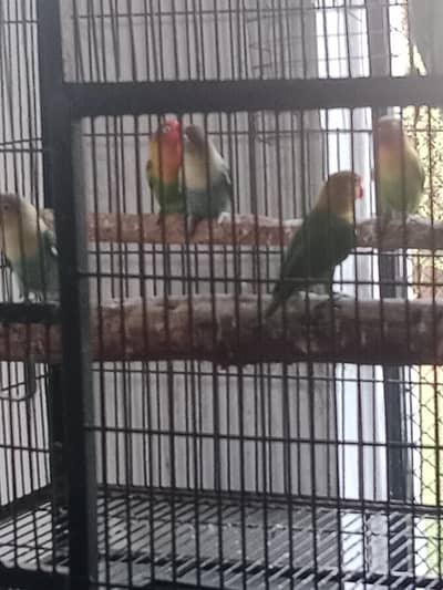 5 Lovebird For Sale