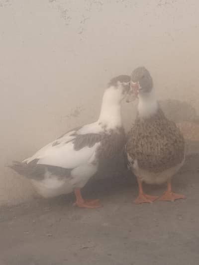 2 female ducks for sale