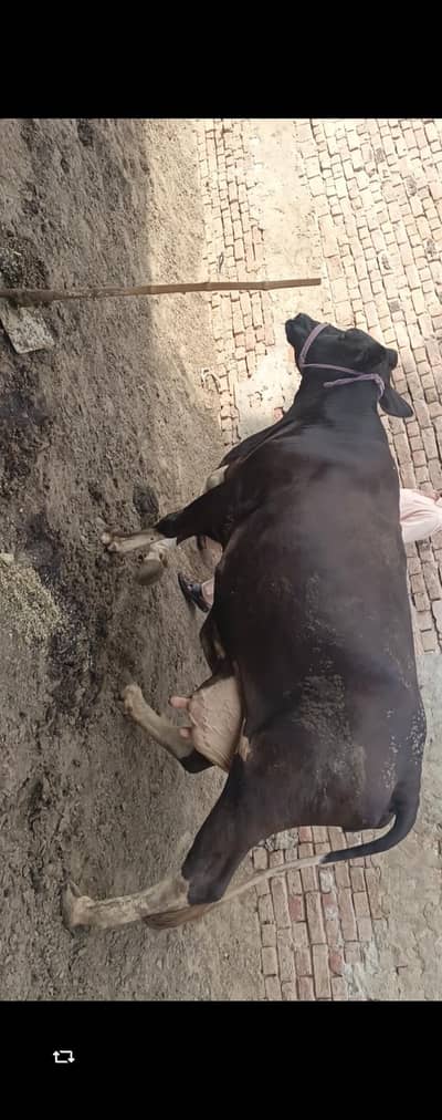 cow for sale