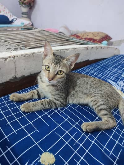 Cat for sale