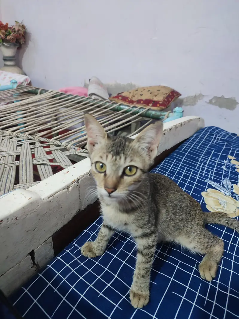 Cat for sale — photo 2