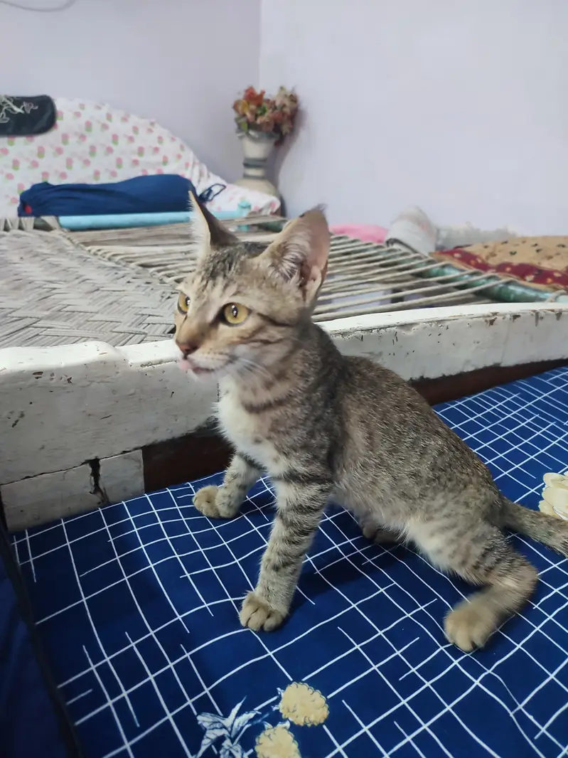 Cat for sale — photo 3