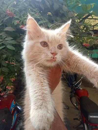 for sale Persian cat