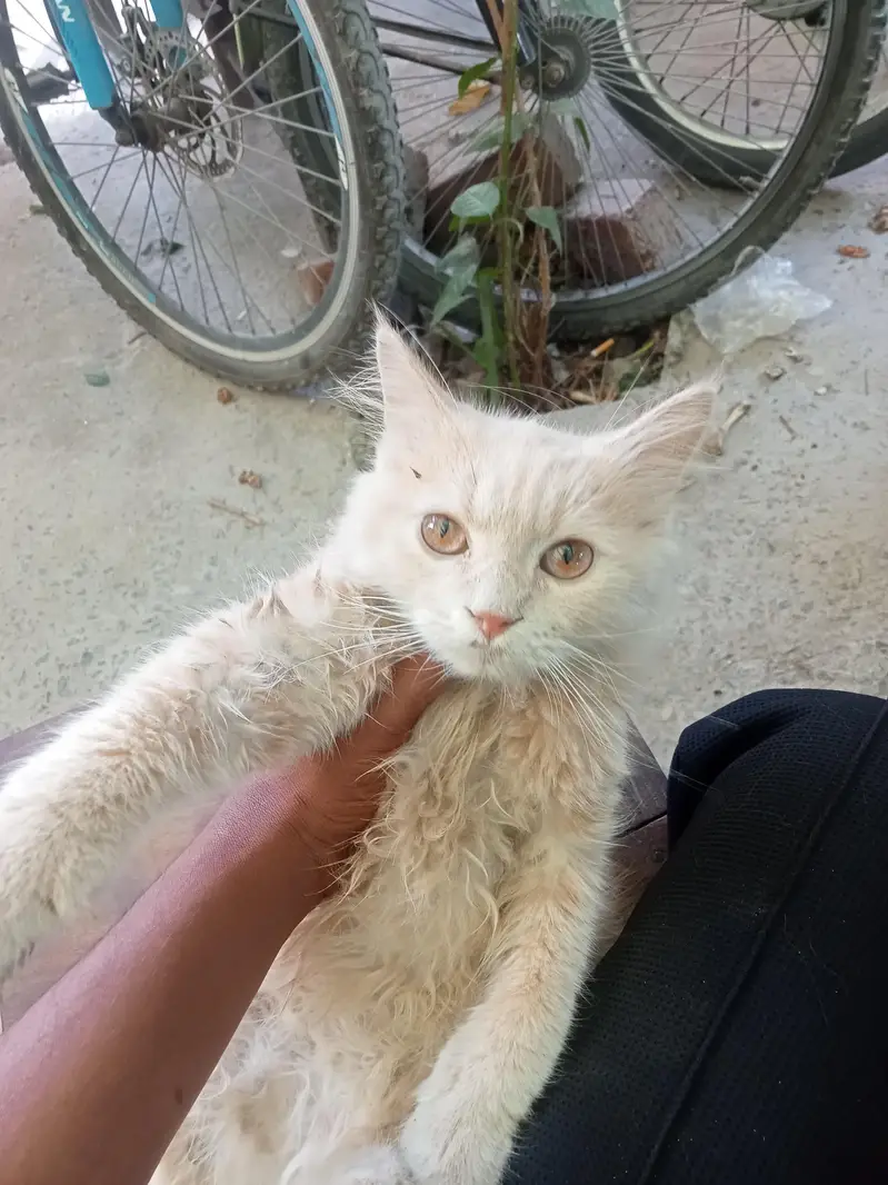 for sale Persian cat — photo 2