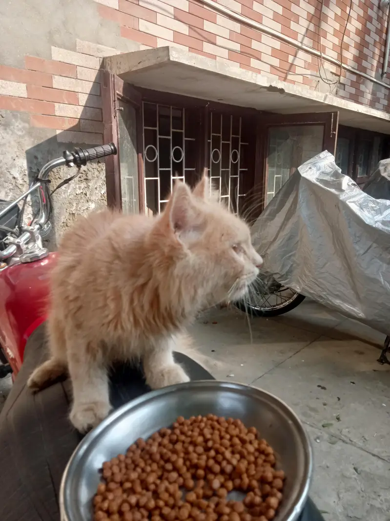 for sale Persian cat — photo 3