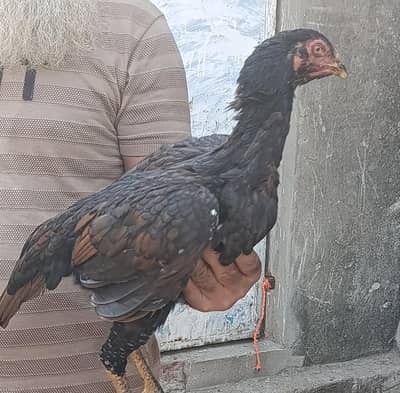 Pure Aseel Female Hen – 7 Months Old