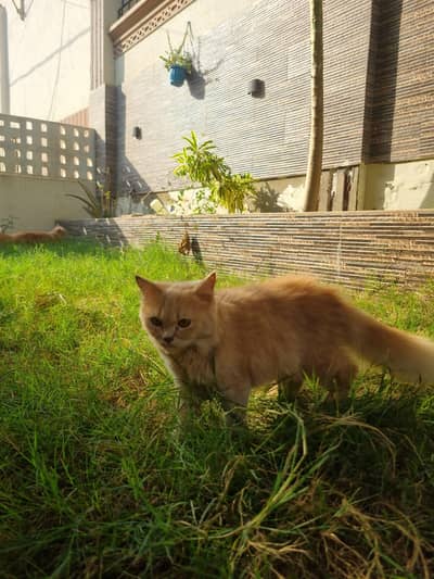 Bown Persian cats