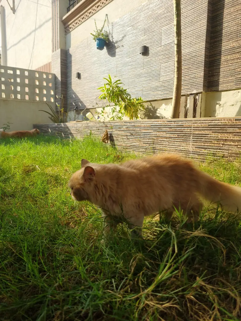 Bown Persian cats — photo 2