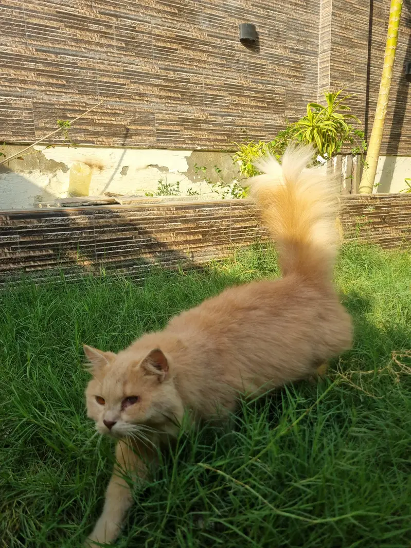 Bown Persian cats — photo 3