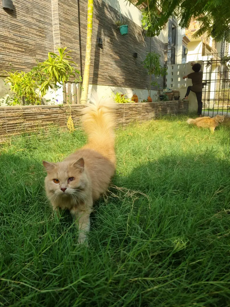 Bown Persian cats — photo 4