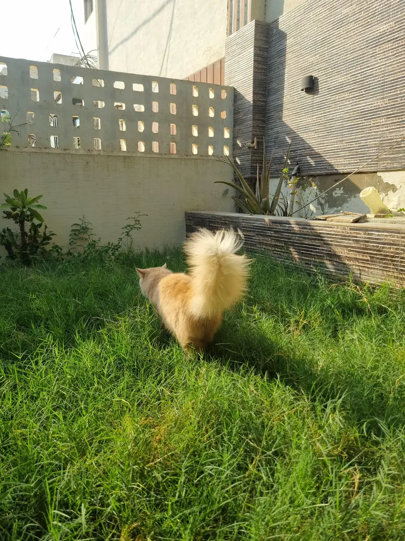 Bown Persian cats — photo 5