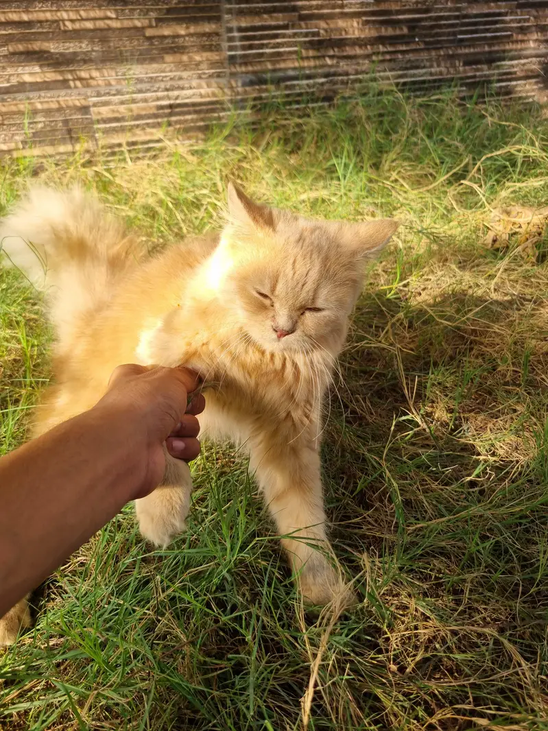 Bown Persian cats — photo 6
