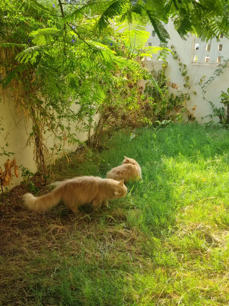 Bown Persian cats — photo 7