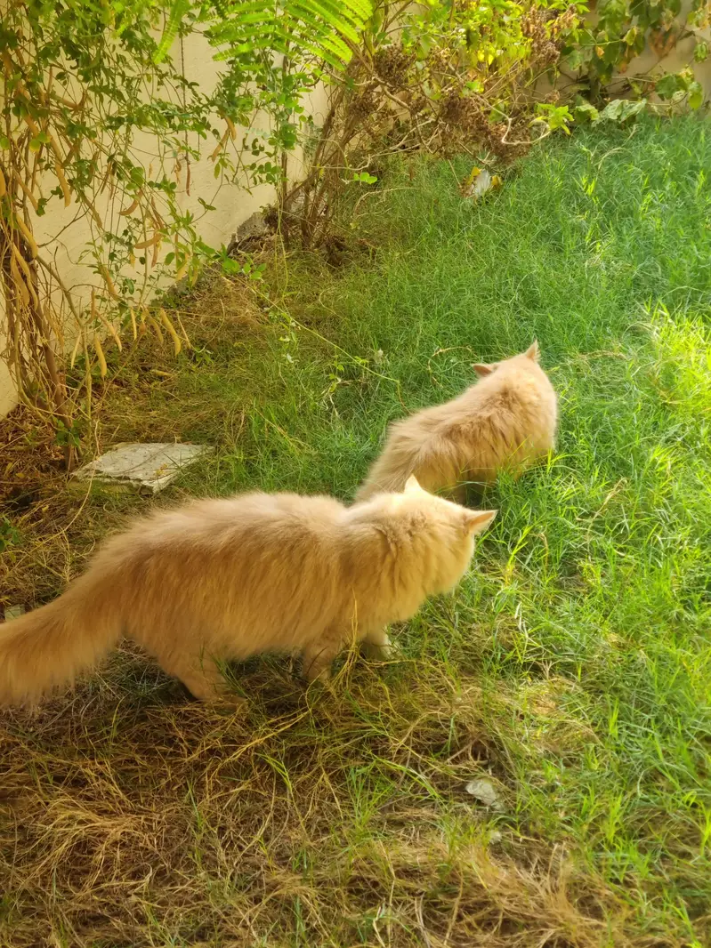Bown Persian cats — photo 8