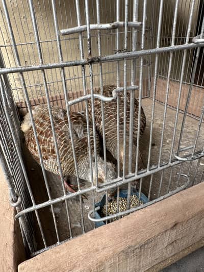 1 dakhni  breeder pair ,1 dakhni male , 1 irani male
