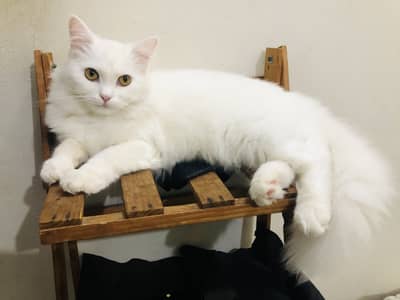 Beautiful White Fluffy Cat– Vaccinated & Litter Trained