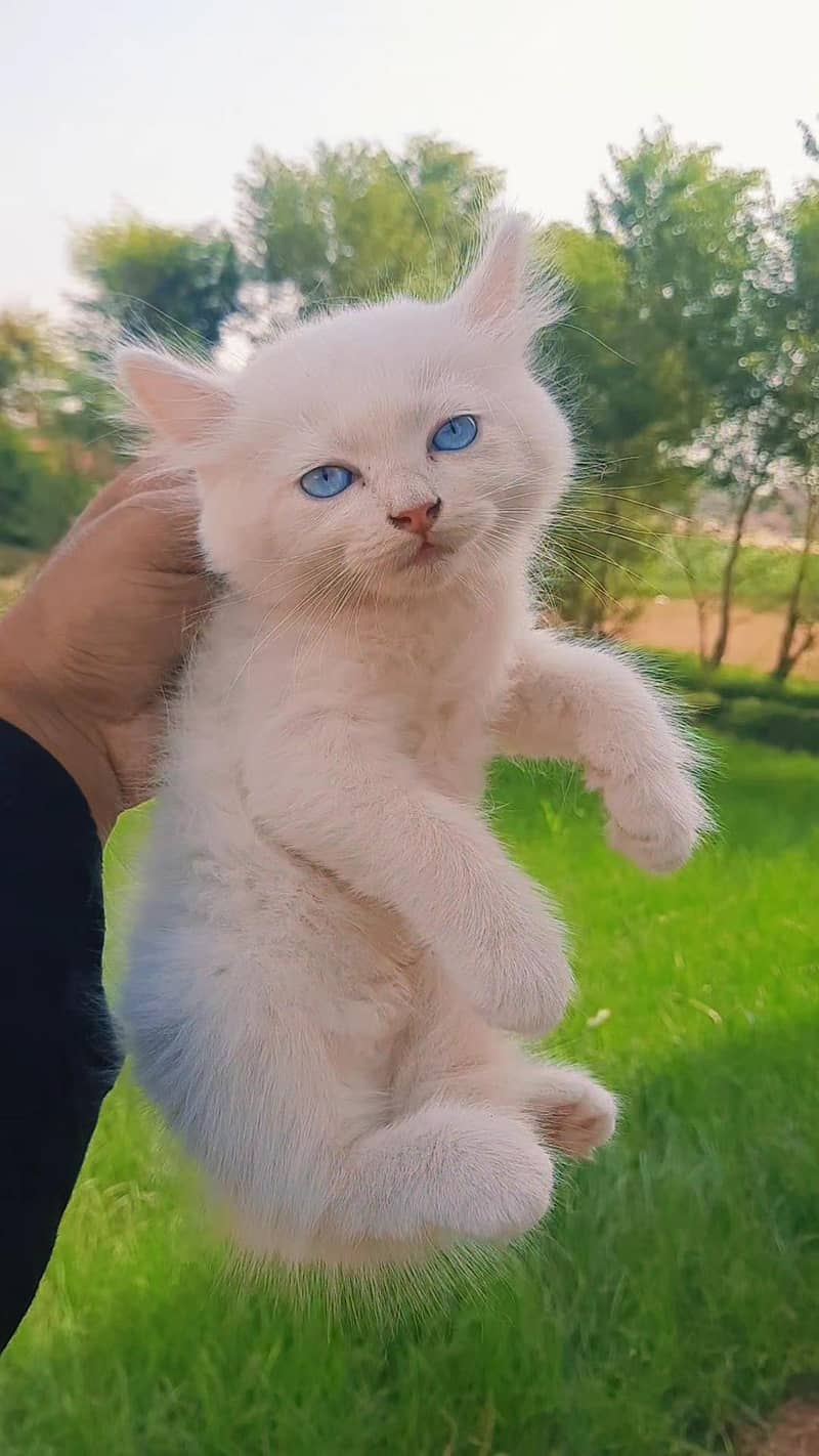 Persian cat 0