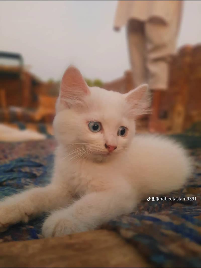 Persian cat 1