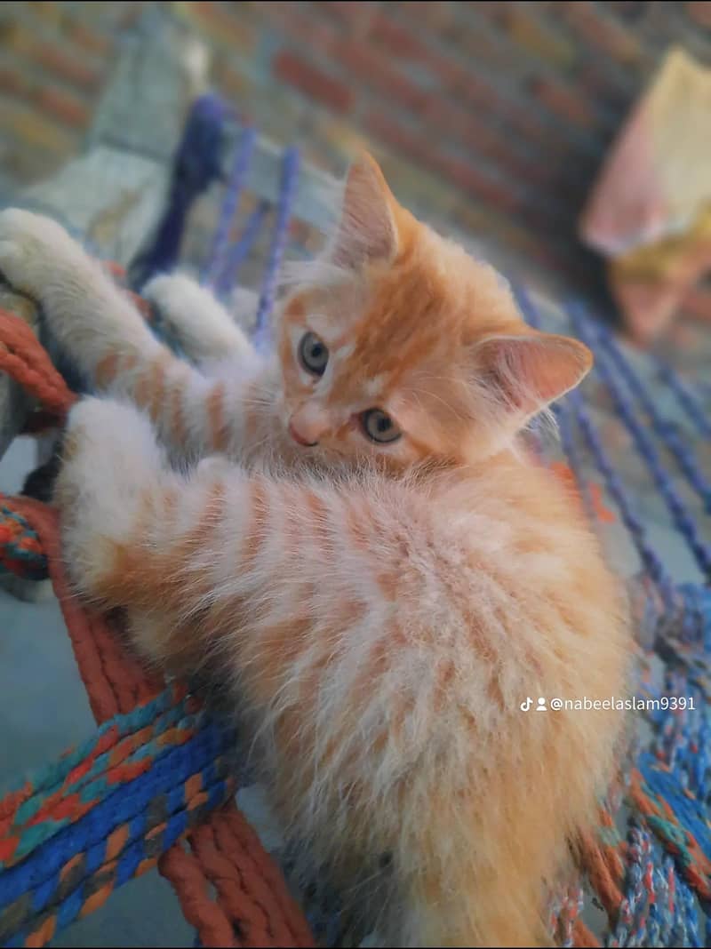 Persian cat 2