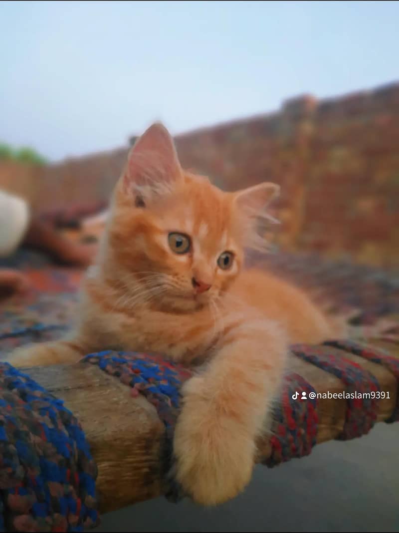 Persian cat 3