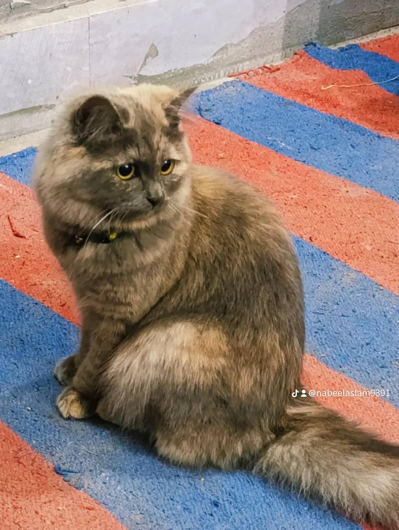 Persian cat 4