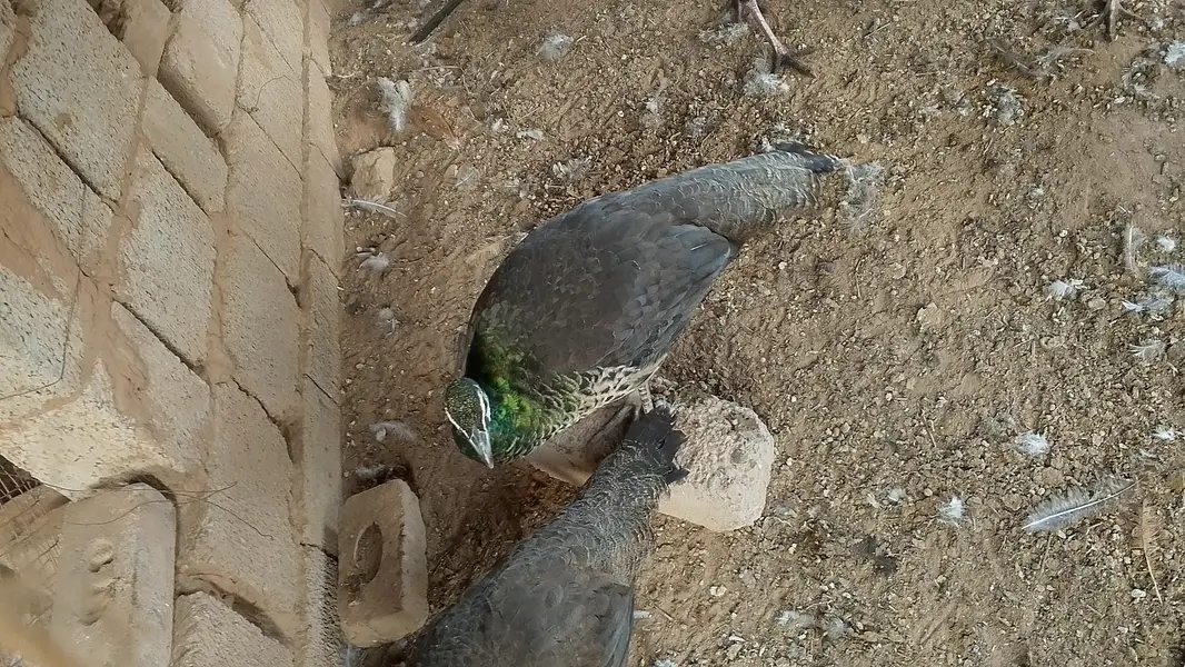 females — photo 2