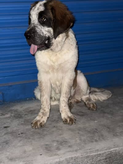 Saint bernad pair beautiful