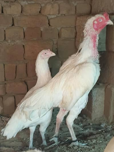 high quality aseel heera or peela