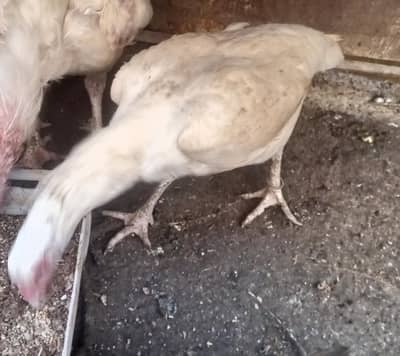 aseel Heera female